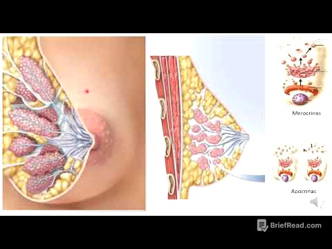 10 Glándulas mamarias