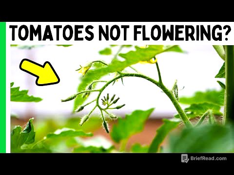 3 Reasons Your Tomatoes Aren't Flowering or Fruiting