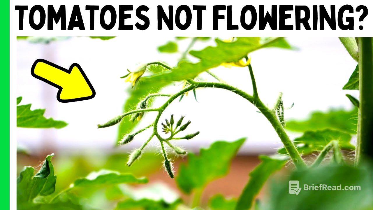 3 Reasons Your Tomatoes Aren't Flowering or Fruiting