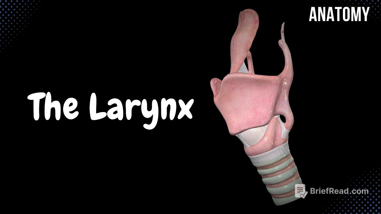 Larynx (Voice Box) - Cartilage, Ligaments, Joints, Wall, Cavity | Anatomy
