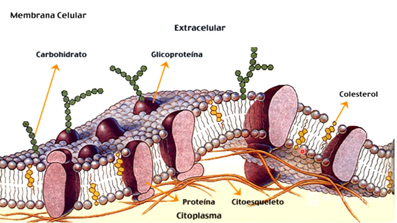 Membrana plasmática: Generalidades
