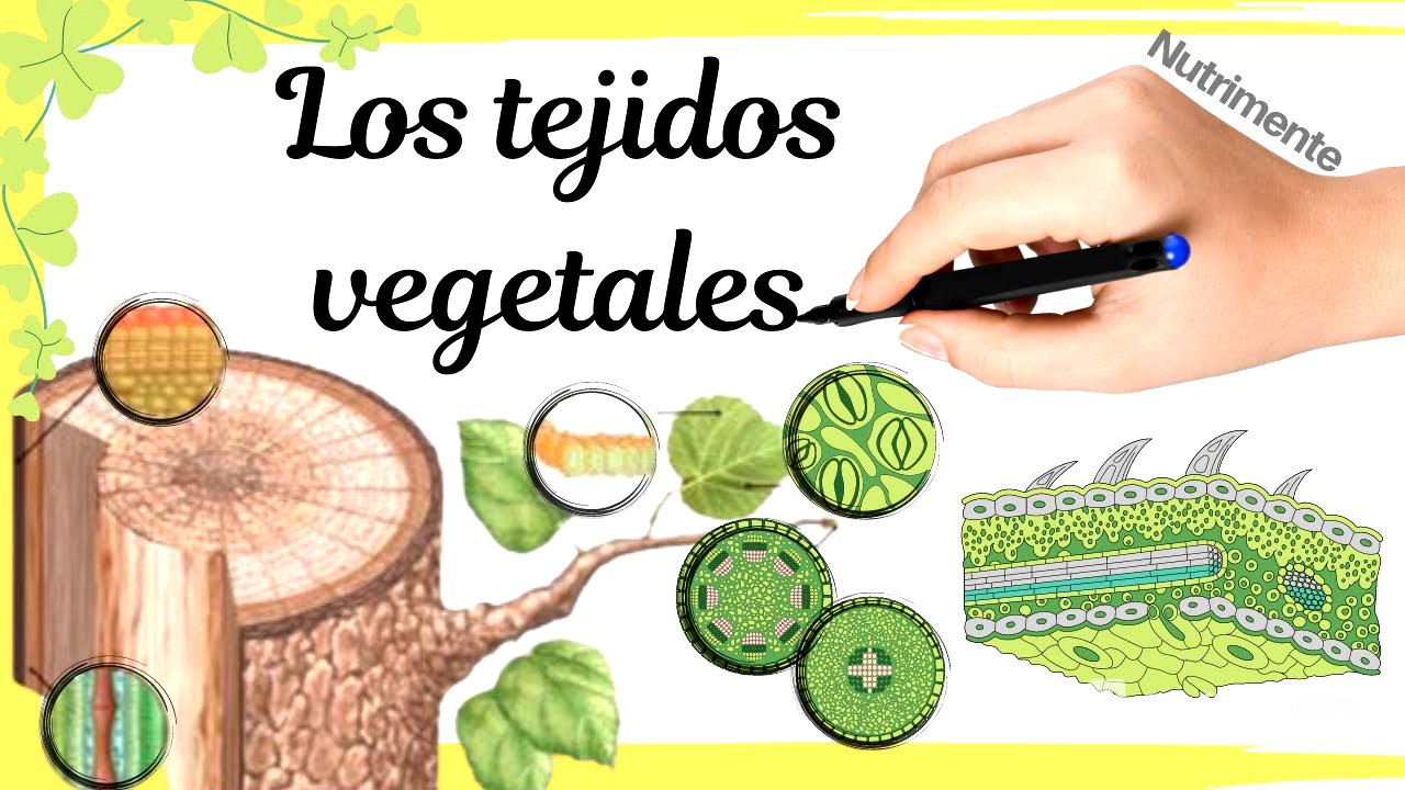 Los TEJIDOS VEGETALES