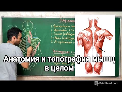 Анатомия мышцы в целом. Anatomy of the muscle as a whole