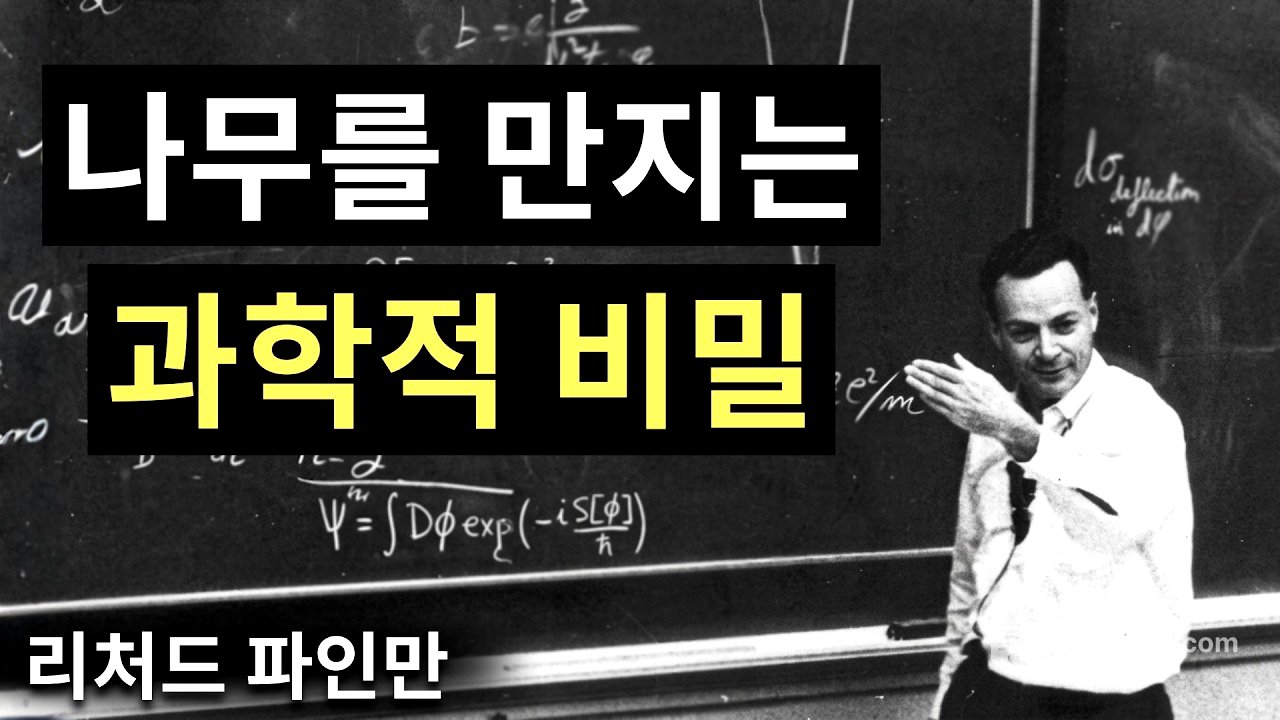 매일 나무를 만져야 하는 이유 — 아무도 알려주지 않는 과학