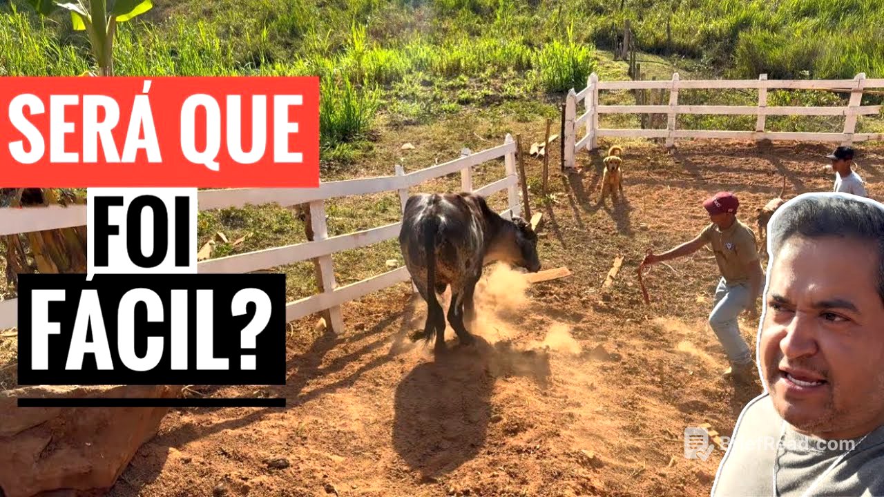NOSSO BEZERRO SOBERANO COMEÇOU A SER DOMADO.