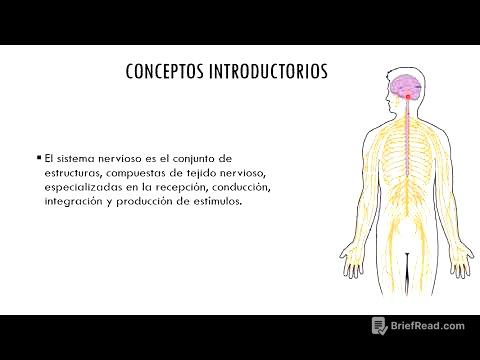 Introducción al sistema nervioso