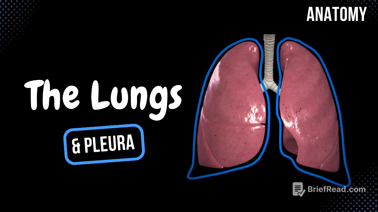 Lungs (Function, Parts, Pleura & Recesses) - Anatomy