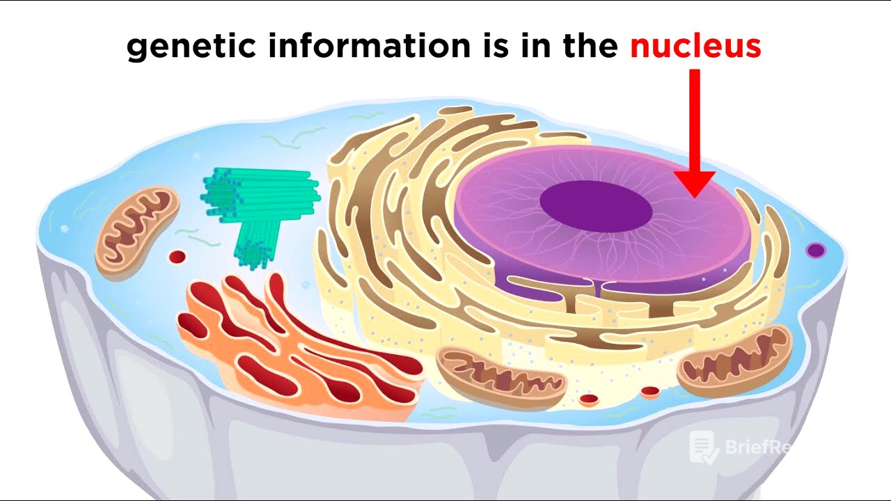 Eukaryotic Cells Part 1: Animal Cells and Endosymbiotic Theory