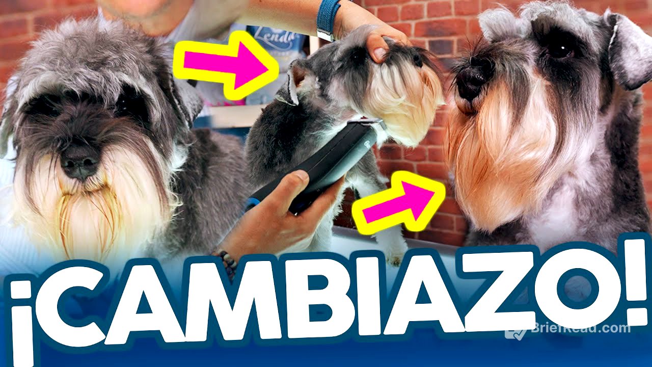 ¿Es CORRECTO RAPAR la CABEZA de un SCHNAUZER?