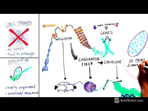 What is Chromatin?
