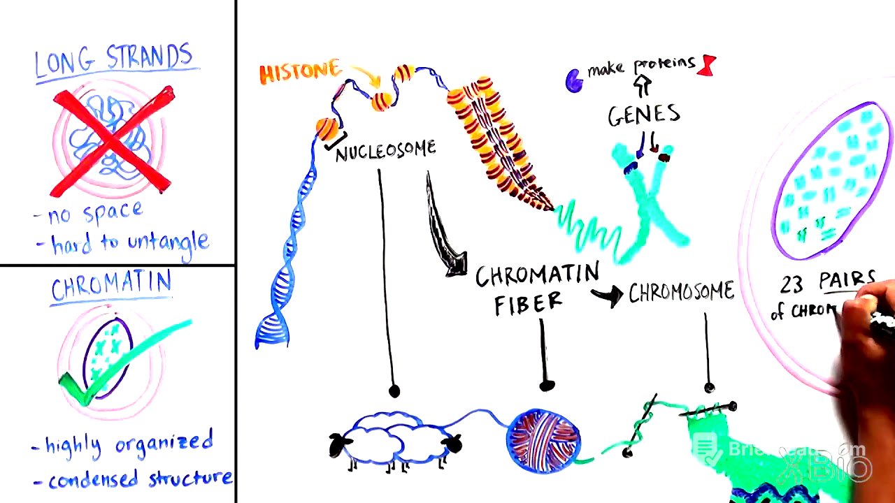 What is Chromatin?