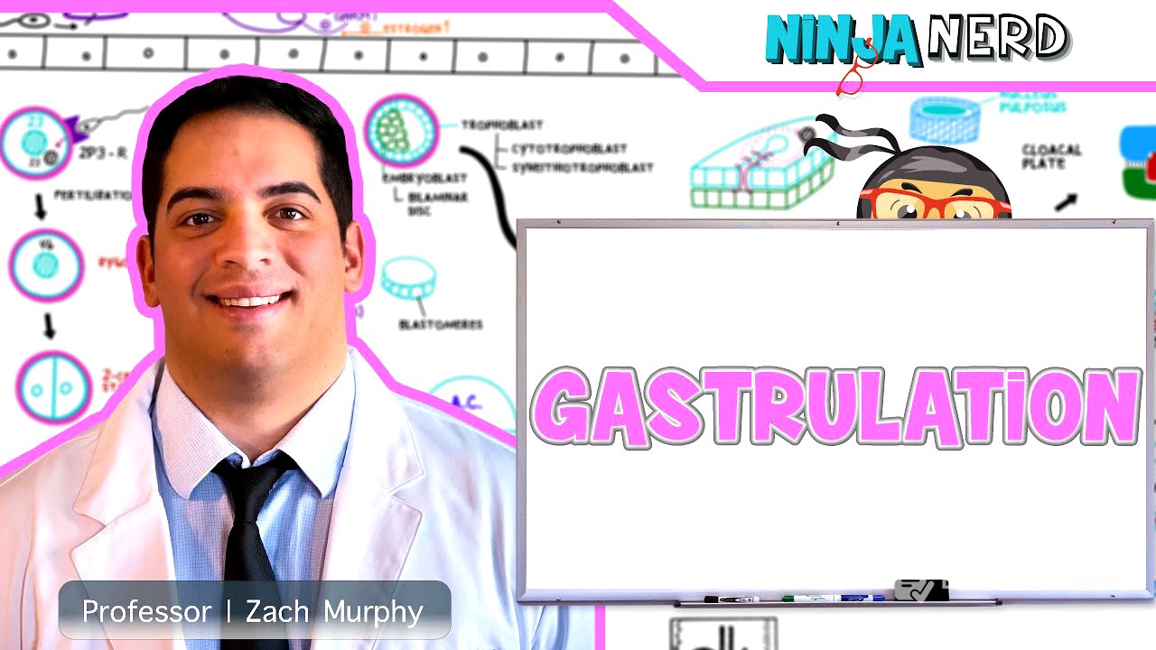 Embryology | Gastrulation