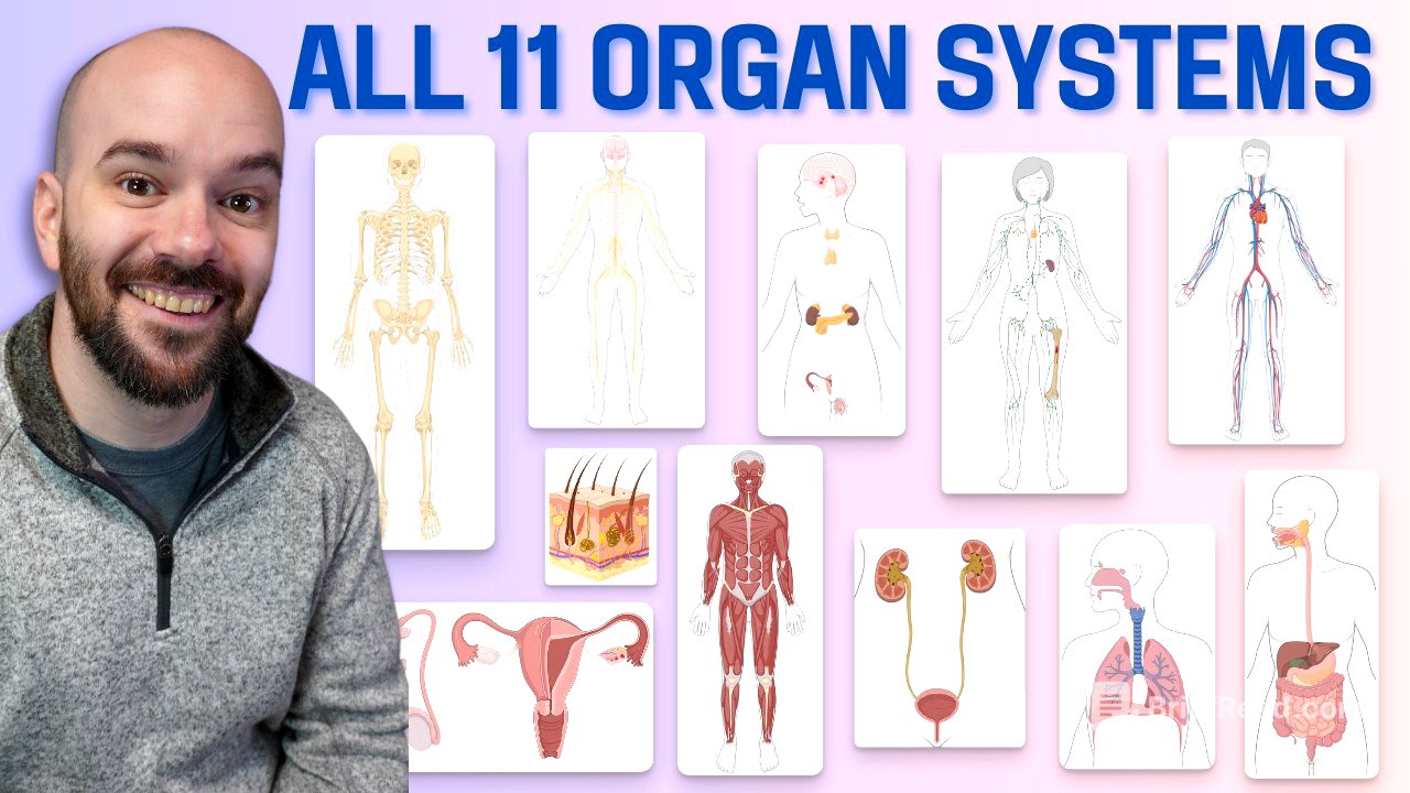 11 Organ Systems of the Human Body (Made Easy!)