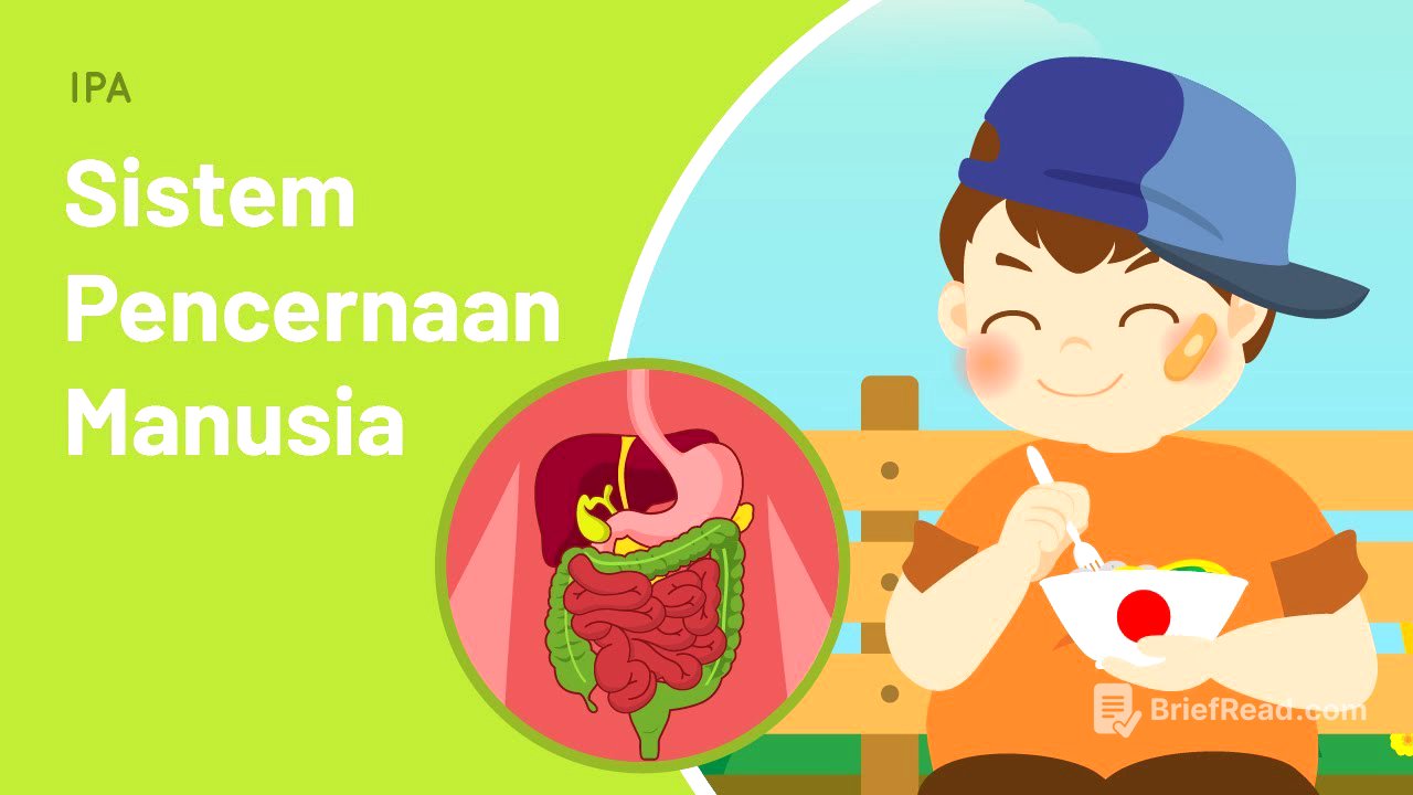 Sistem Pencernaan Manusia: Proses Pencernaan Pada Tubuh Manusia
