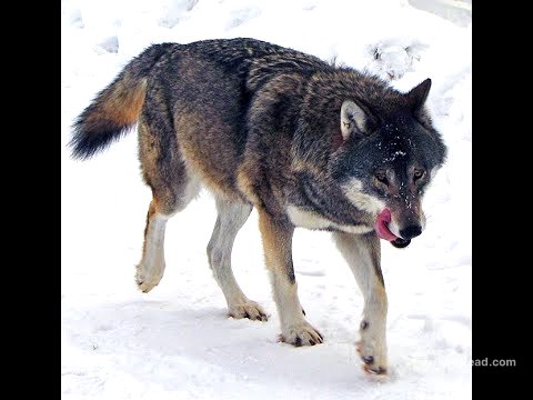 Dracula by Bram Stoker, Chapter 11 - Novel Analysis and discussion - "Project: Dracunalysis"