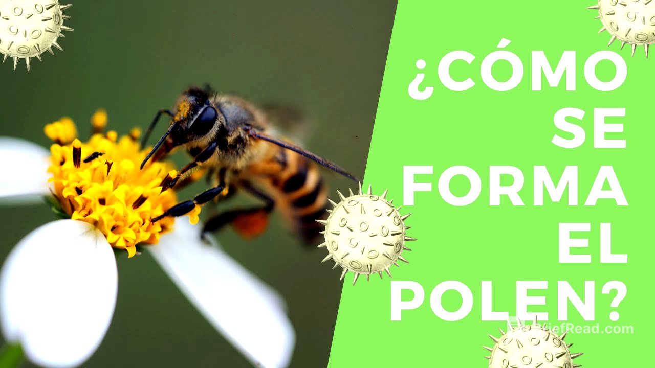 ¿Cómo se forma el polen?    Androceo