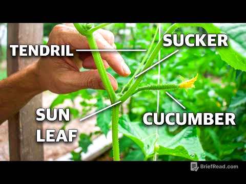 How To Prune Cucumber Plants, Grow Cucumbers NOT Leaves!