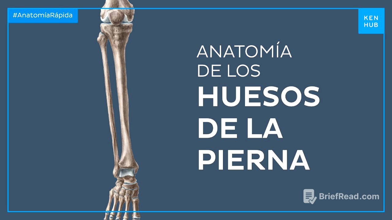 Huesos de la pierna - Anatomía Fácil | Kenhub