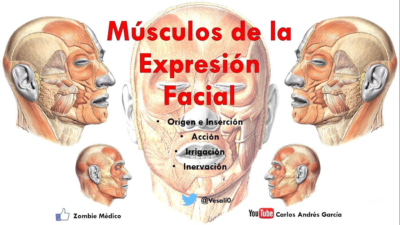 Anatomía - Músculos de la Expersión Facial (Origen, Inserción, Acción, Inervación)