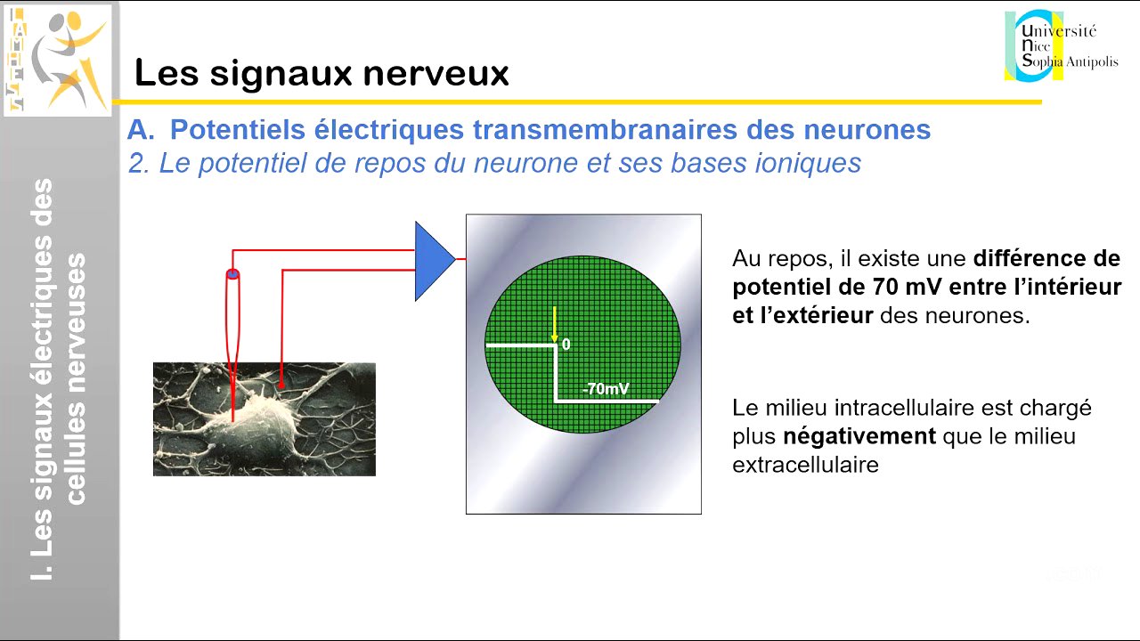 II. Les signaux nerveux: Les signaux électriques des cellules nerveuses (1)