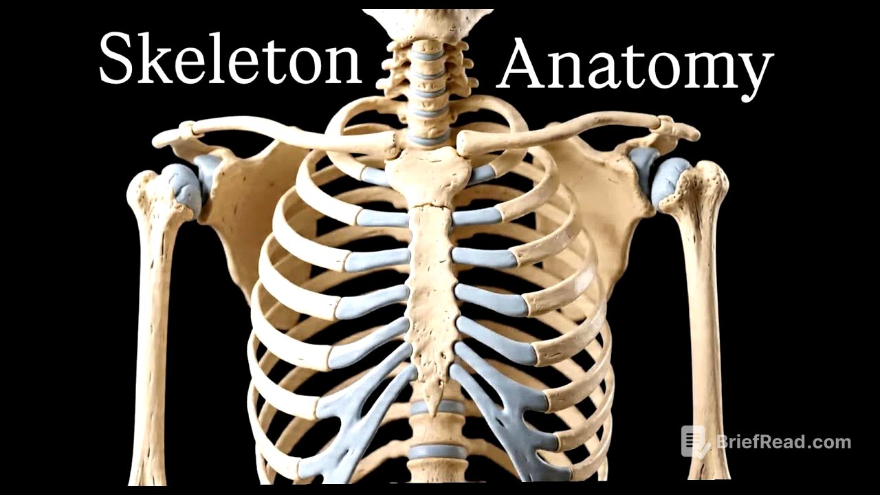 Skeleton Bones Anatomy |All skeleton bones in one video| #anatomy #mbbs #bones #aiimsdelhi #medical