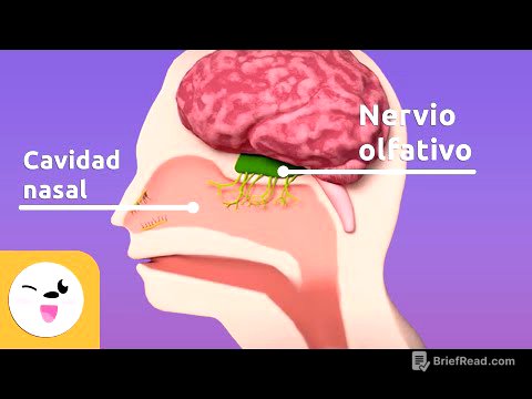 El olfato - Las partes que intervienen en el olfato - Los sentidos para niños