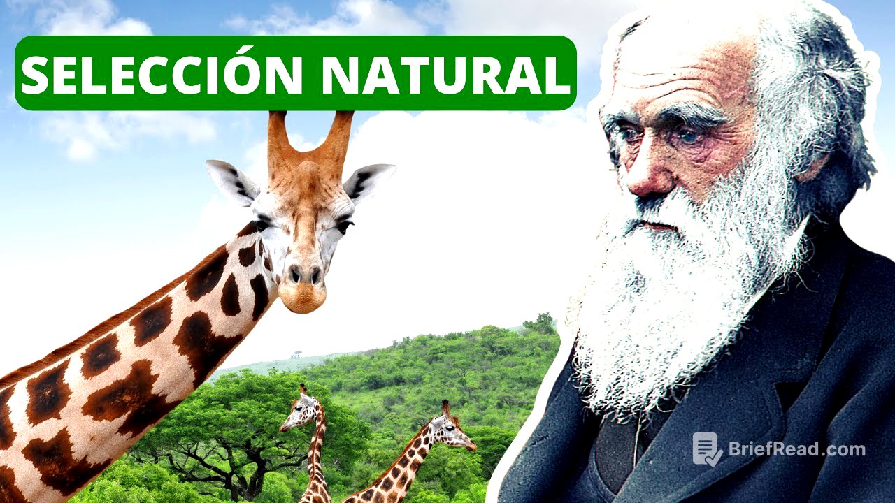 La SELECCIÓN NATURAL explicada: proceso, Darwin, ejemplos🐦
