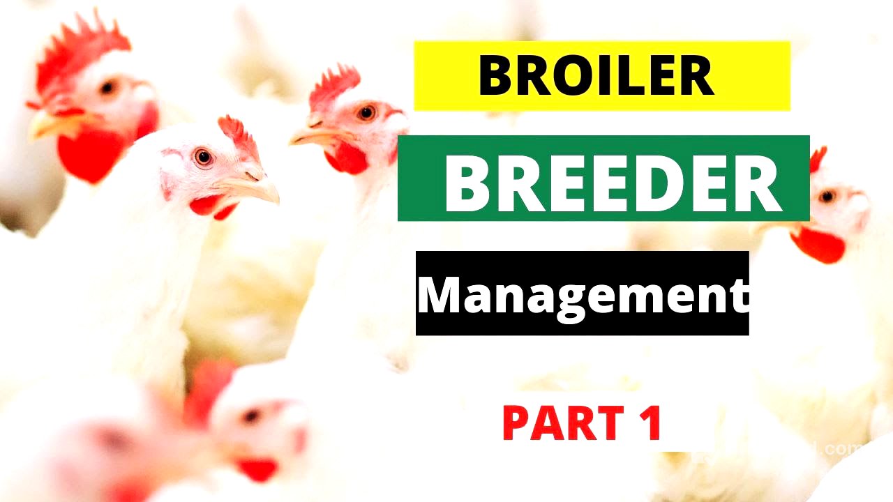 Management of Broiler Breeders | Part 1 |