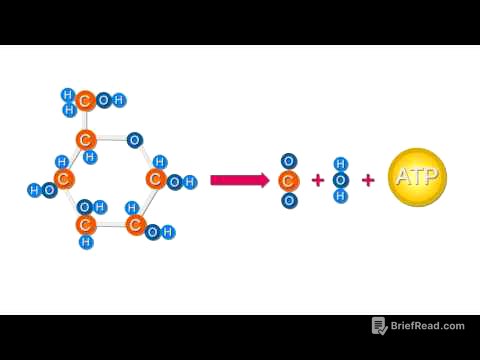 Estructura y Función de los Carbohidratos