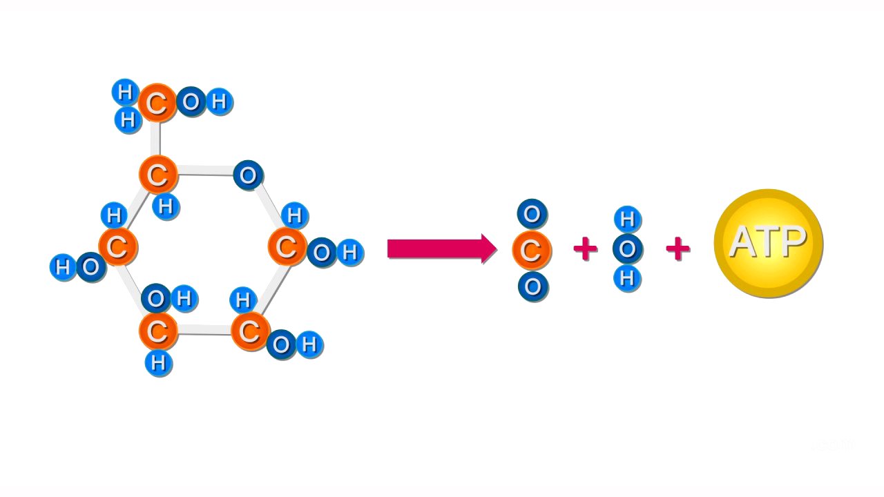 Estructura y Función de los Carbohidratos