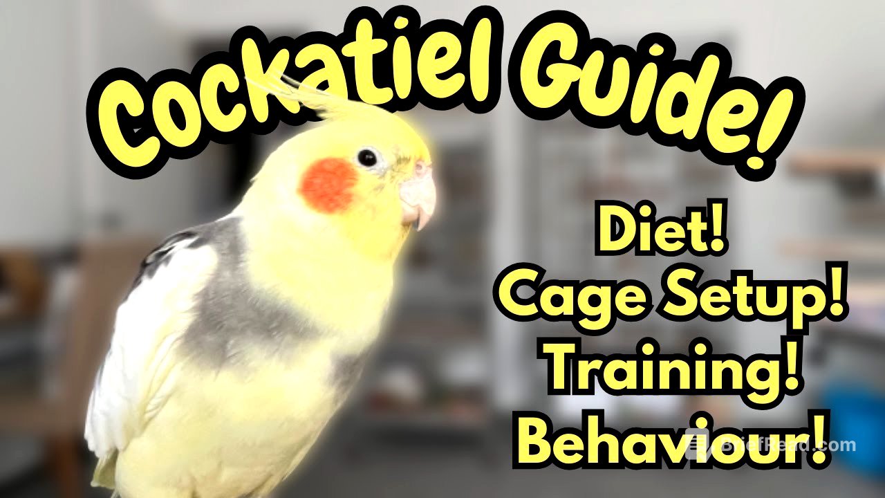 Cockatiel Guide | Tips For New Bird Owners | Cockatiel Care, Diet, Training & Behaviour