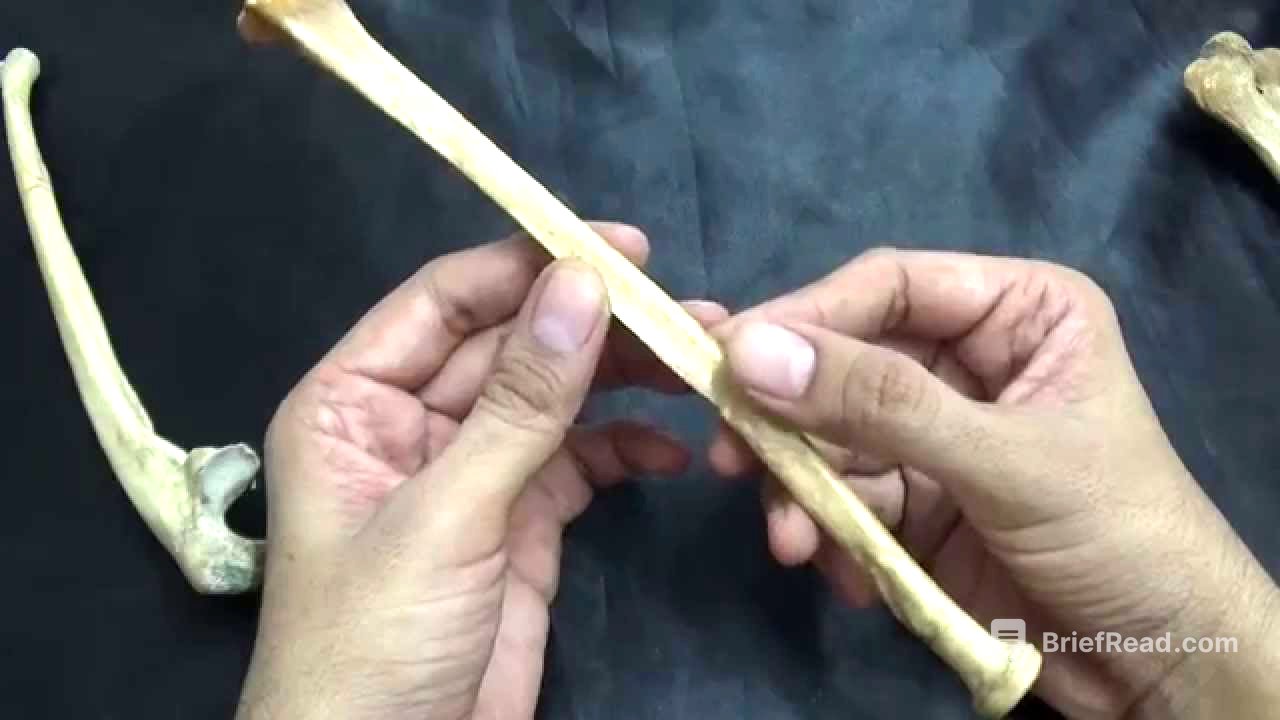 radius- general features