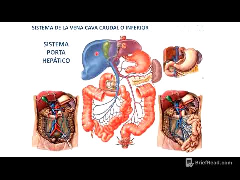 Arterias y venas del tronco