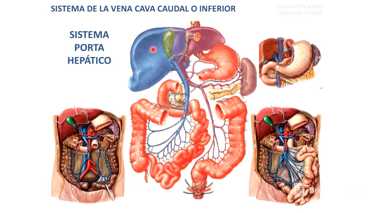 Arterias y venas del tronco