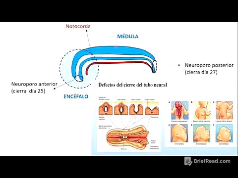 Filogenia y Ontogenia del sistema nervioso parte 2