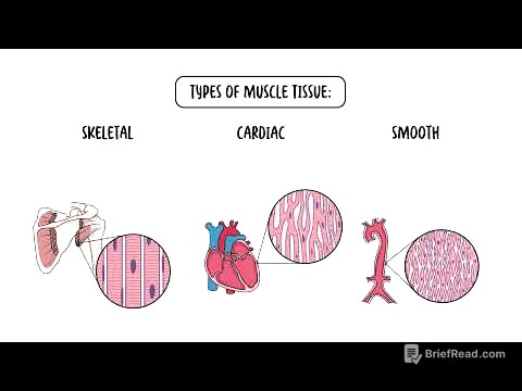 The Four Types of Tissues - Epithelial, Connective, Nervous and Muscular