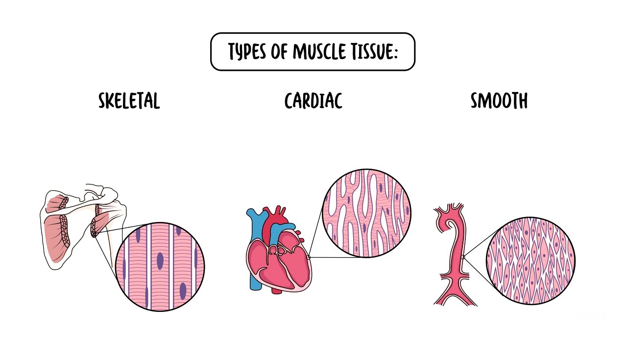 The Four Types of Tissues - Epithelial, Connective, Nervous and Muscular