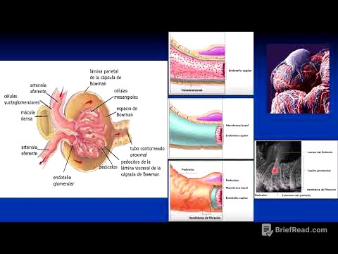 La Nefrona: Formación de la orina