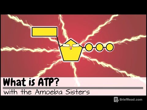What is ATP?