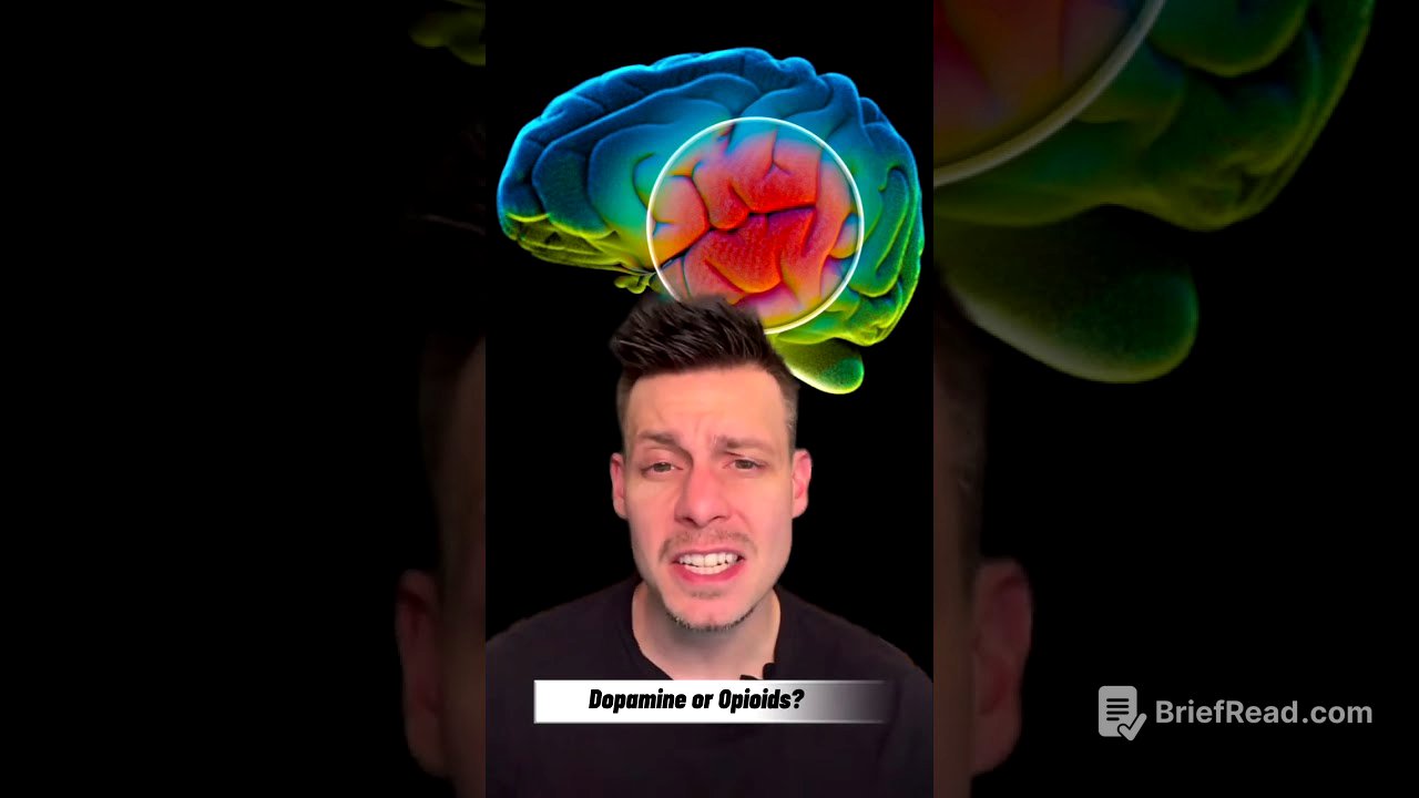 Dopamine Vs Opioid Receptors: What drives pleasure