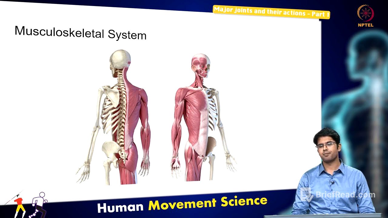 Major joints and their actions - Part 1