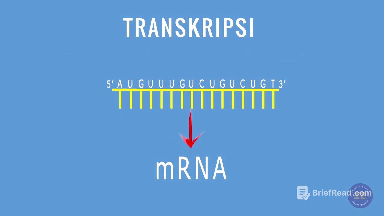 SINTESIS PROTEIN : TRANSKRIPSI