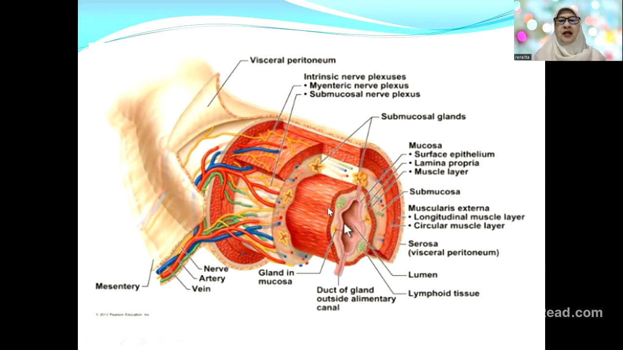 Biologi Kelas 11, Sistem Pencernaan1: Pendahuluan - Rongga Mulut