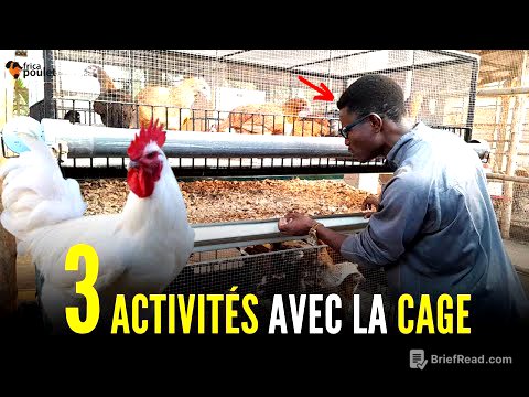 TU DOIS faire 03 CHOSES avec LA CAGE DU POULET LOCAL AUJOURD'HUI (élevage du poulet local en Afrique