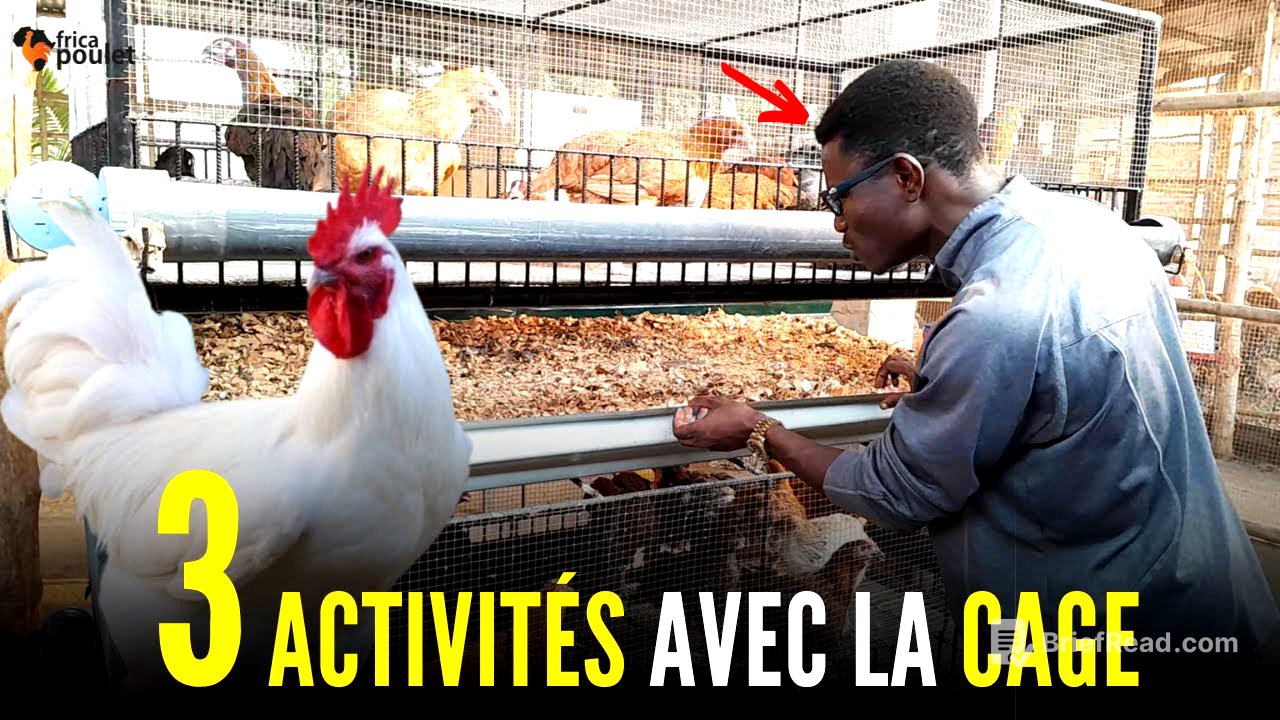 TU DOIS faire 03 CHOSES avec LA CAGE DU POULET LOCAL AUJOURD'HUI (élevage du poulet local en Afrique