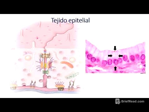 Tejido epitelial enfermería