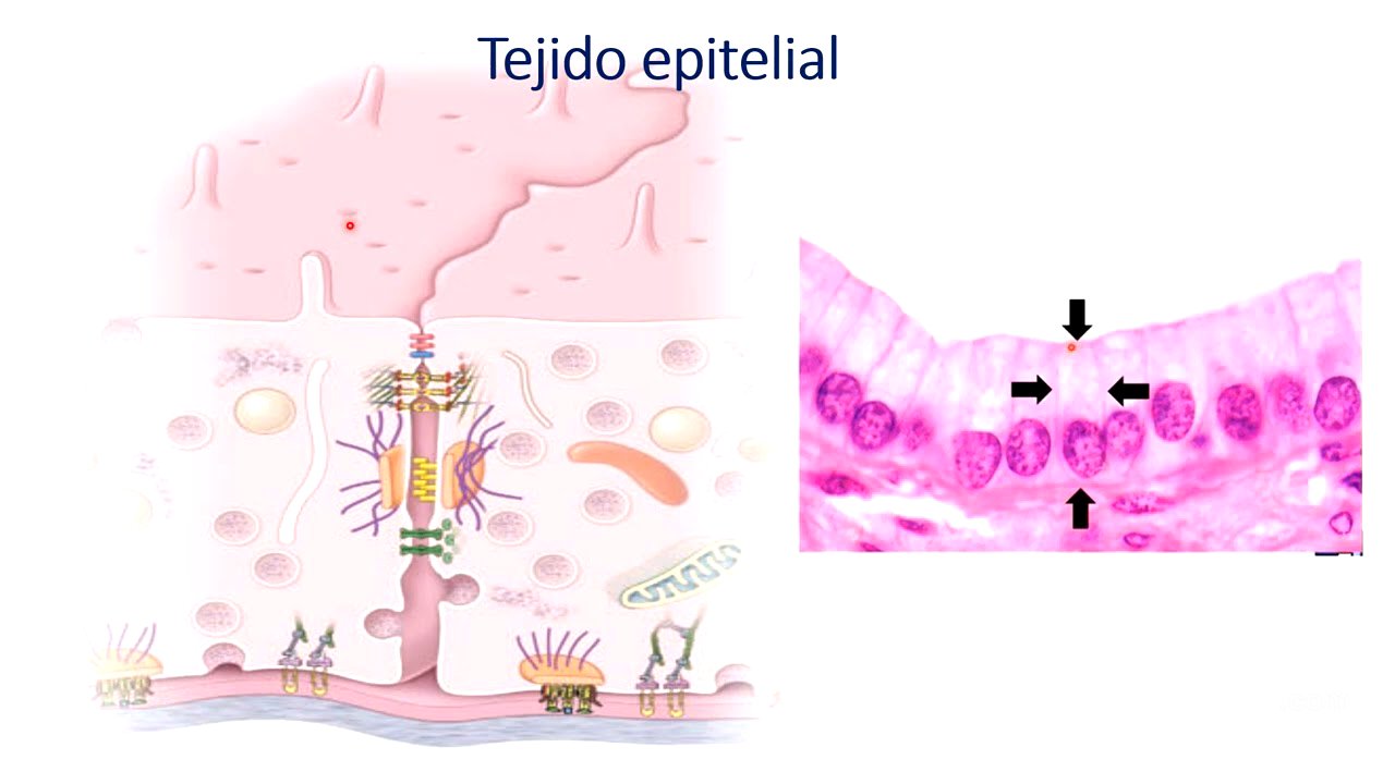 Tejido epitelial enfermería