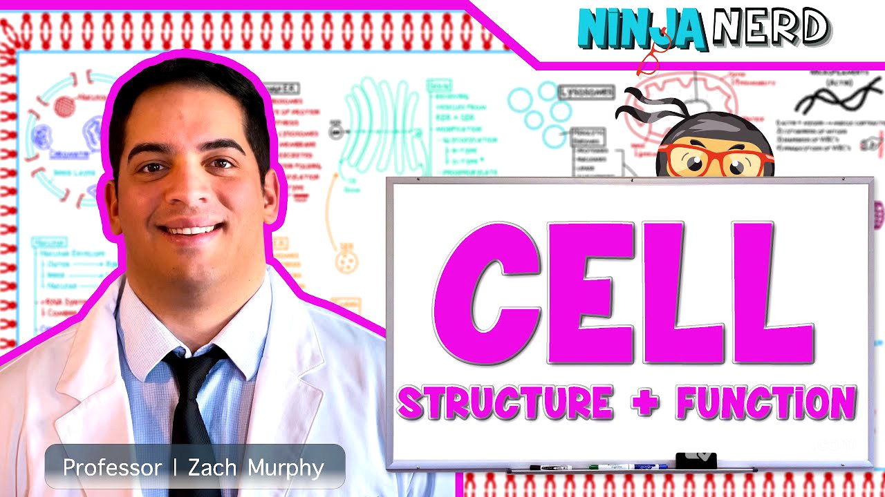 Cell Biology | Cell Structure & Function