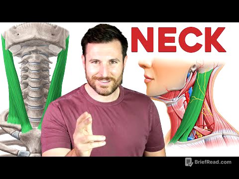 How to Remember Every Muscle in the Neck | Corporis
