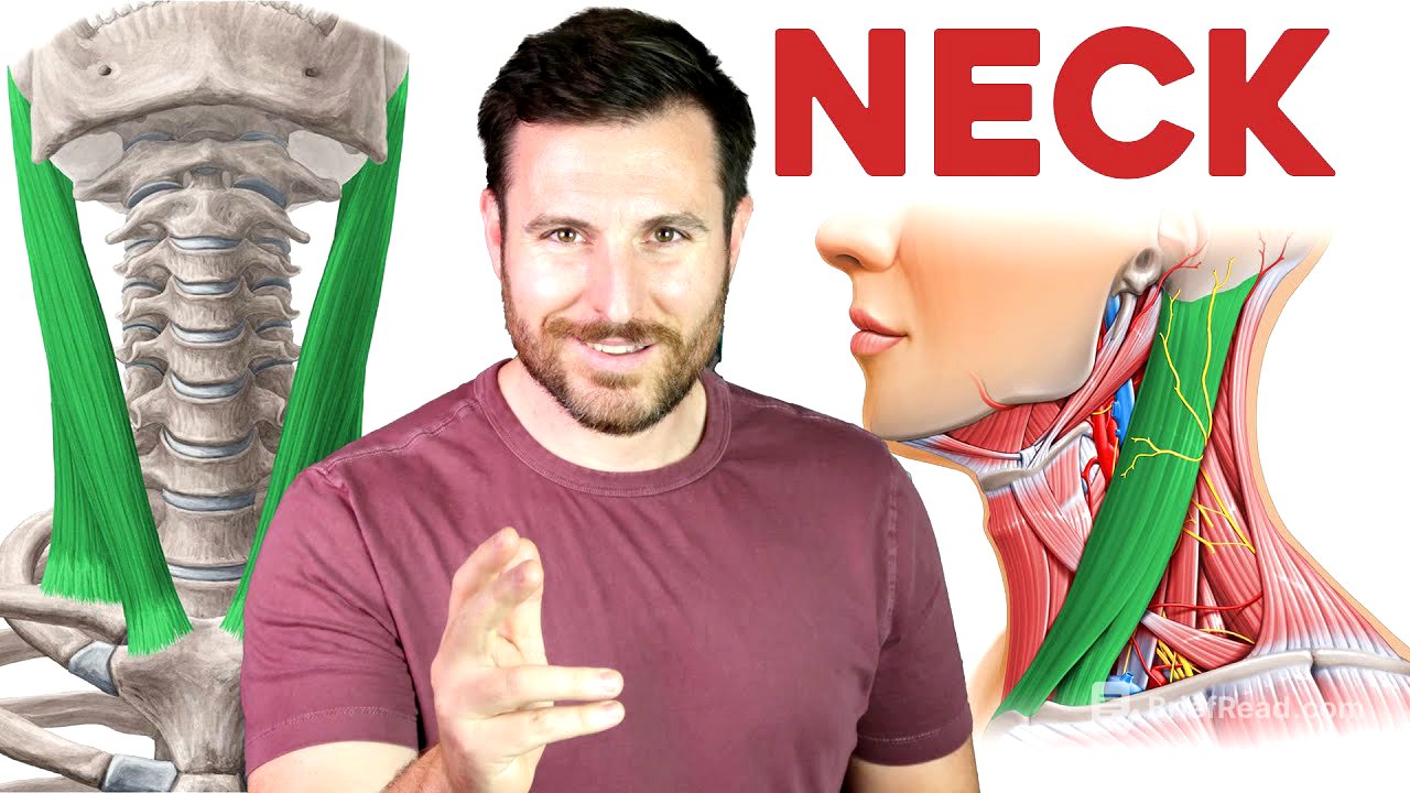 How to Remember Every Muscle in the Neck | Corporis